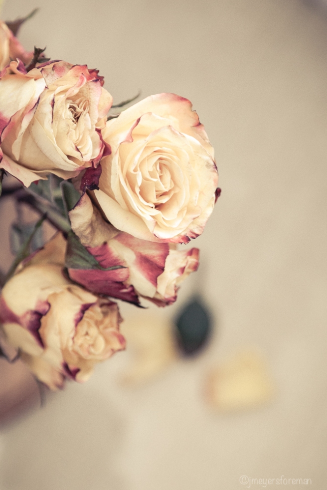Roses_after; copyright jmeyersforem 2015 