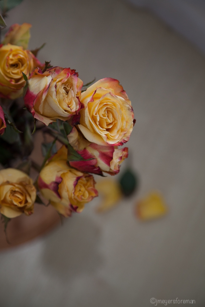 Roses_before; copyright jmeyersforeman 2014 