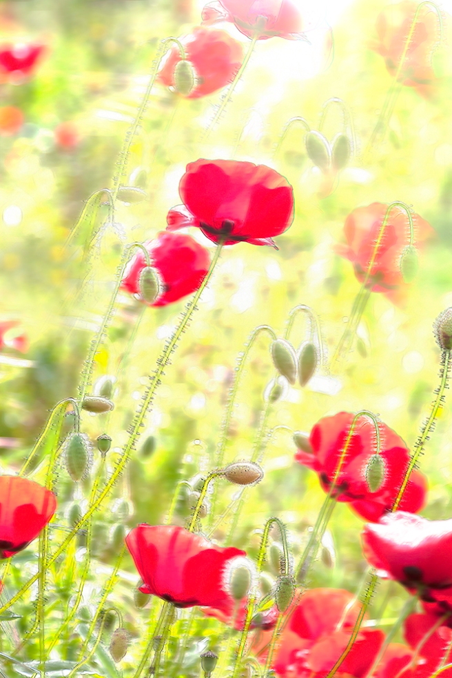 Poppy flowers in a sunny field, yellow background
